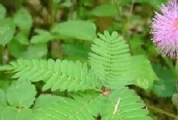 含羞草多久开花一次?