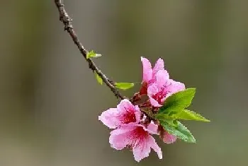 桃花几月份开花?桃花的功效与作用