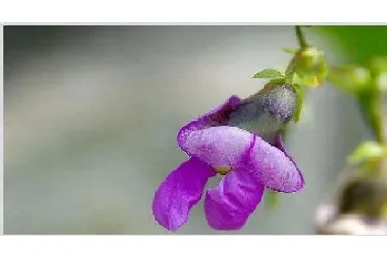 豆角开花期能浇水吗