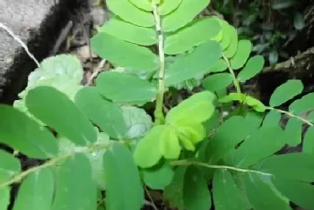 阴阳草的功效与作用详解