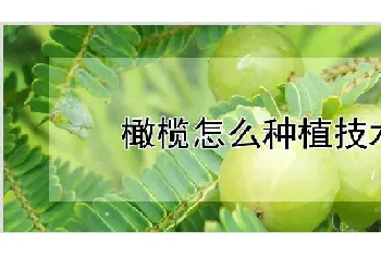 橄榄怎么种植技术