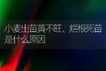 小麦出苗黄不旺、烂根死苗是什么原因