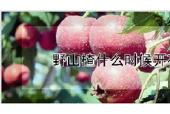 野山楂什么时候开花