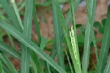 牛筋草的功效与作用及食用方法详解