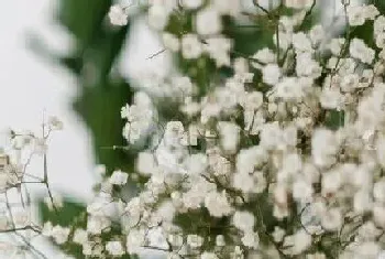 满天星一年开几次花?满天星形态特征与植物学史