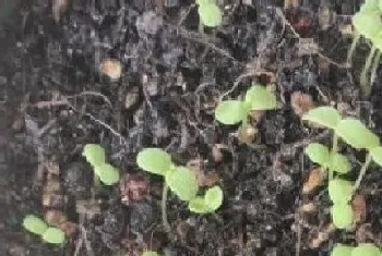 栀子花什么时候播种最好?栀子花播种注意事项