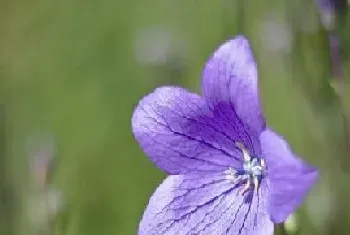 冬季好养的花卉有哪些?