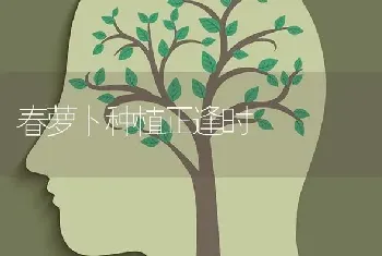 春萝卜种植正逢时