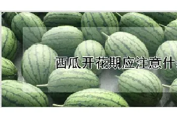 西瓜开花期应注意什么