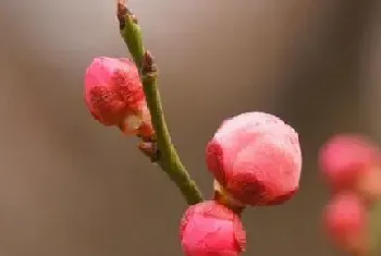 梅花是什么季节开的花?