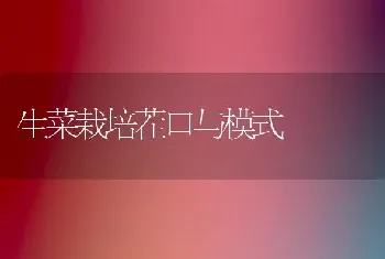 生菜栽培茬口与模式