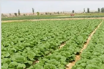 娃娃菜种植怎么提高产量？三点种植技术介绍