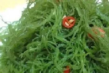 龙须菜是藻类植物吗?