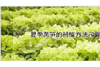 夏季莴笋的种植方法和管理