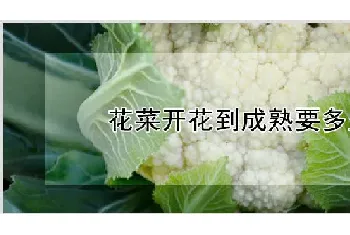 花菜开花到成熟要多久