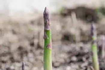 芦笋的产地是哪里?芦笋生长环境与生长习性