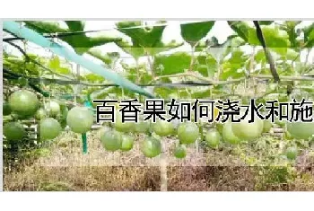 百香果如何浇水和施肥