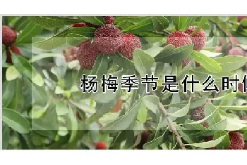 杨梅季节是什么时候