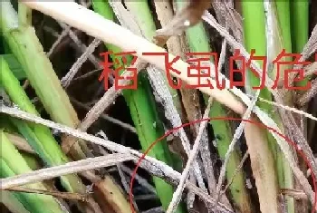 水稻打飞虱如何施药,水稻后期用什么药打飞虱效果好?