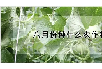 八月份种什么农作物