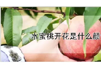 水蜜桃开花是什么颜色