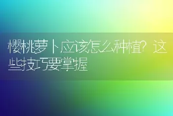 樱桃萝卜应该怎么种植?这些技巧要掌握