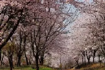 庭院种樱花树好吗,适合栽在庭院什么位置?