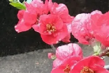 代表久别重逢的花,什么花的花语代表重逢?