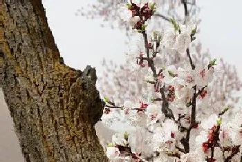 杏花花期是什么时候?