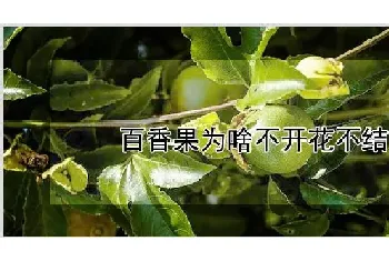 百香果为啥不开花不结果