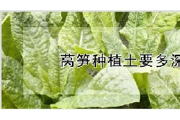 莴笋种植土要多深