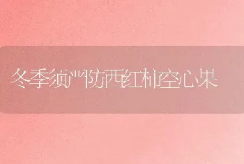 冬季须严防西红柿空心果