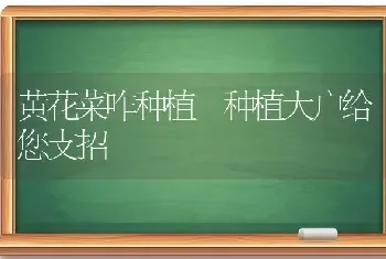 黄花菜咋种植 种植大户给您支招