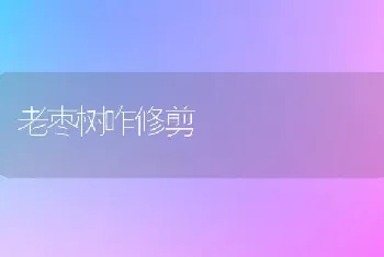 老枣树咋修剪