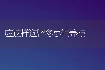 应这样选留冬枣辅养枝