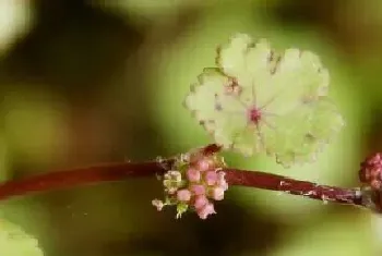 积雪草有什么作用?