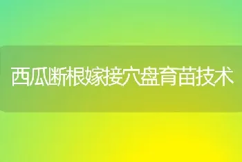 西瓜断根嫁接穴盘育苗技术