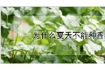 为什么夏天不能种香菜