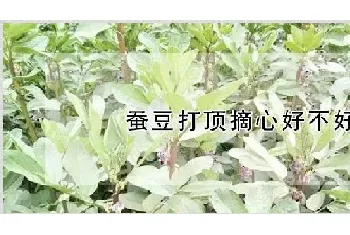 蚕豆打顶摘心好不好