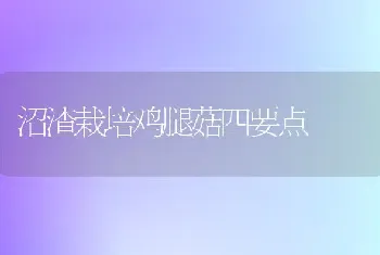 沼渣栽培鸡腿菇四要点