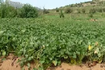 东北地瓜种植时间和方法?