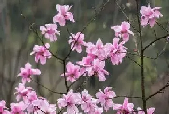 辛夷花什么时候开花,在几月份开花?辛夷花什么时候开花,在的功效与作用