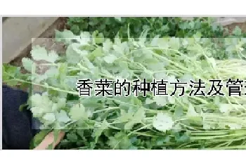 香菜的种植方法及管理