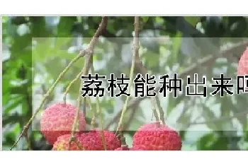 荔枝能种出来吗