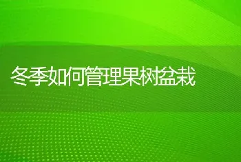 冬季如何管理果树盆栽