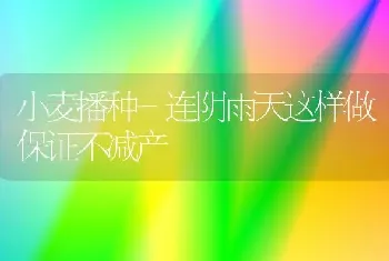 小麦播种-连阴雨天这样做保证不减产