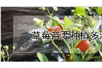 草莓苗要种植多深