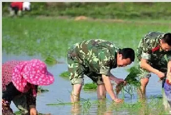 水稻插秧期、分蘖期、杨花期、结实期需求特性