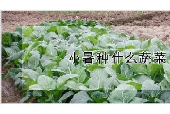 小暑种什么蔬菜