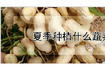 夏季种植什么蔬菜